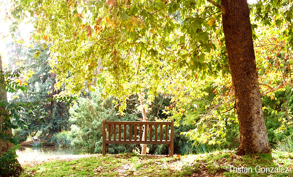 bench in the arboretum