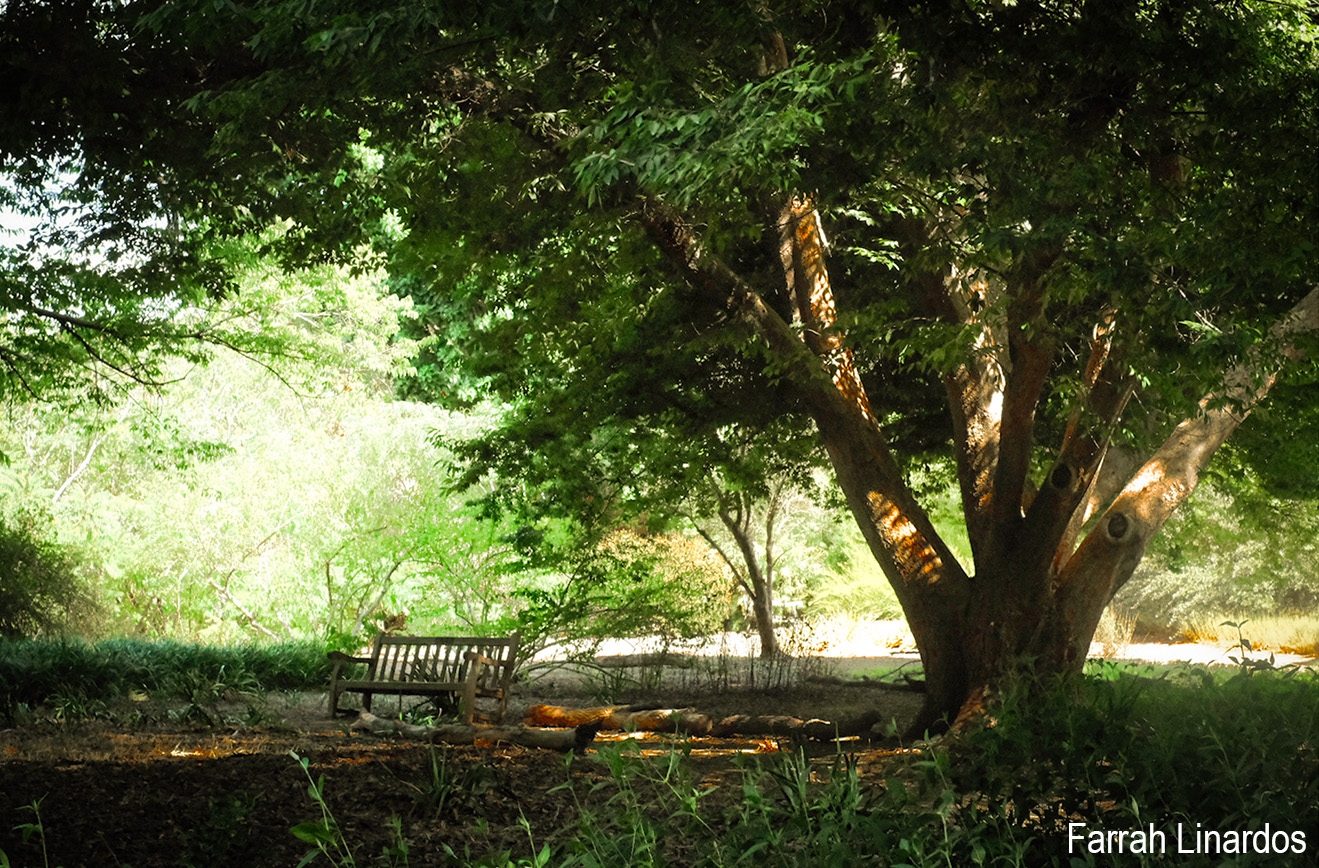 bench undert tree in arboretum